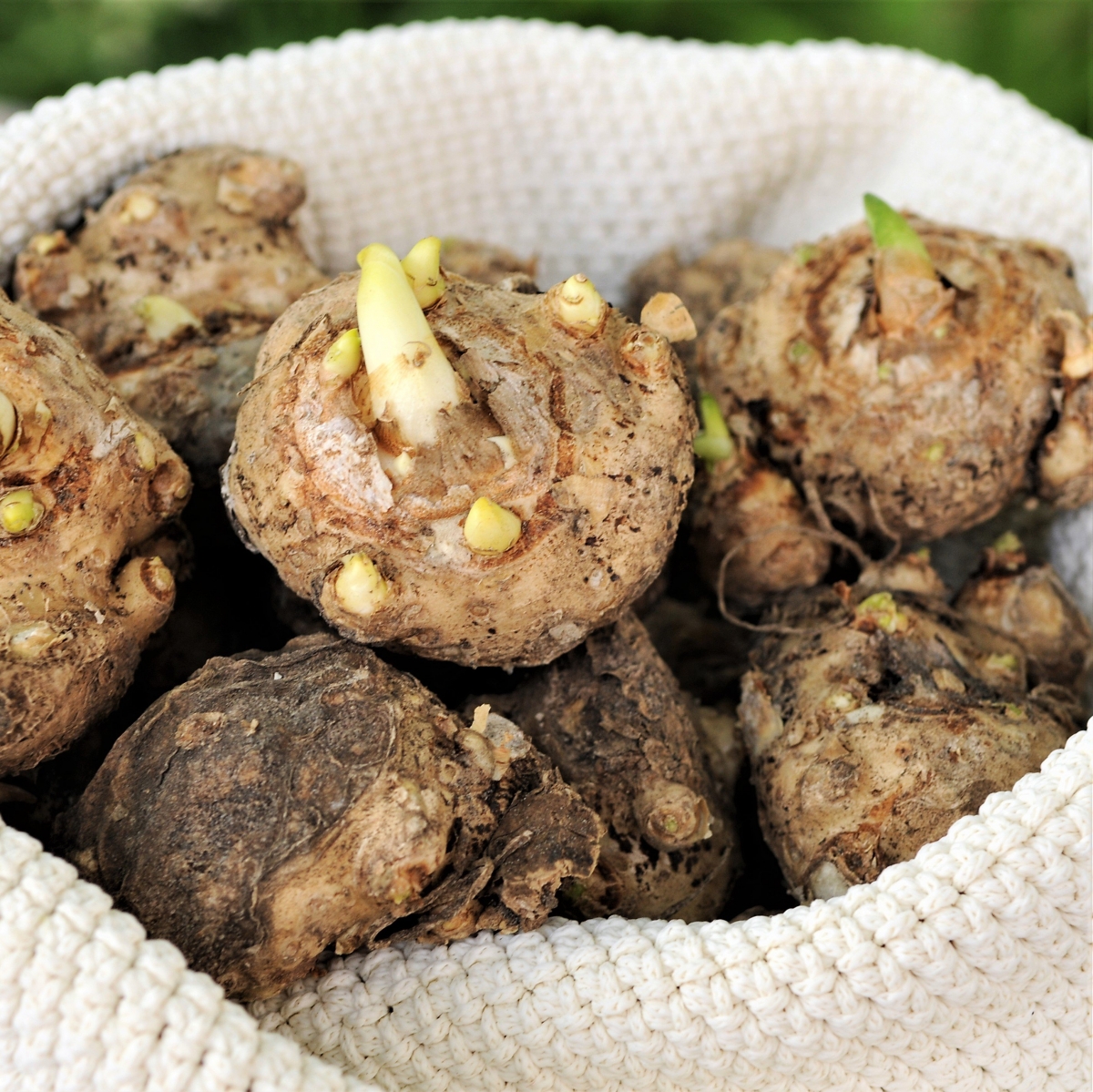 Калла Фламинго