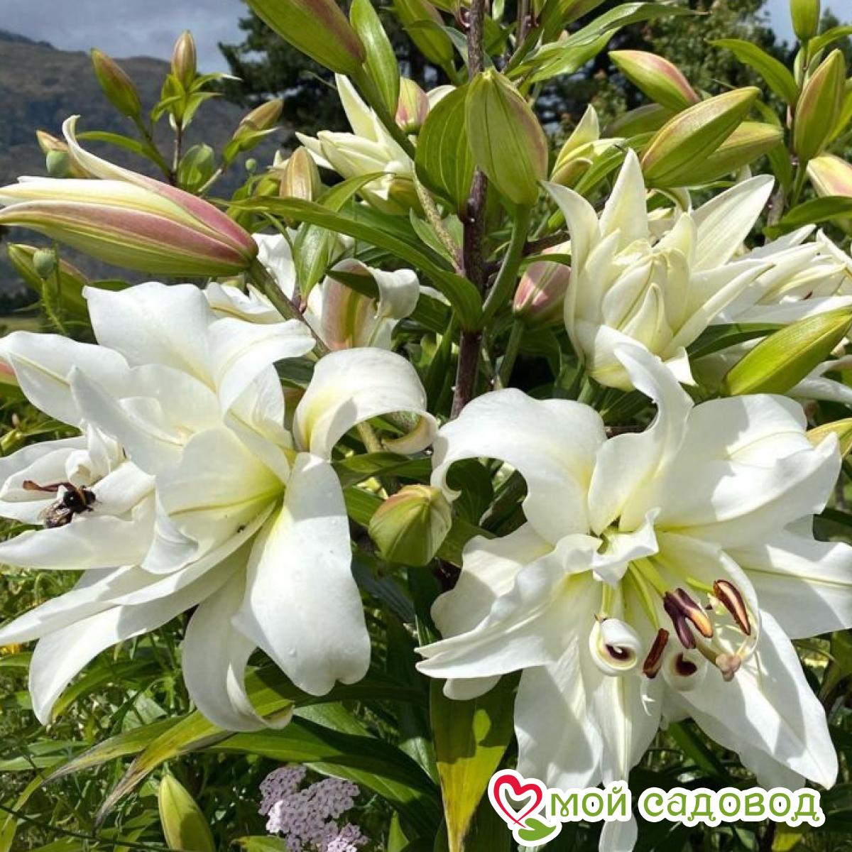 Лилия Вайт Айз ОТ-гибрид