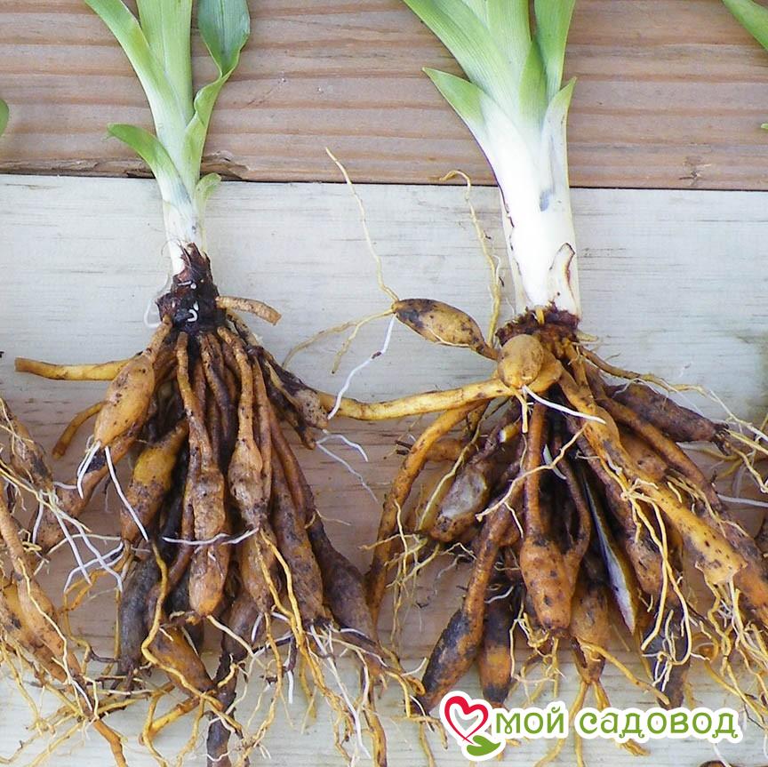 Лилейник Феерия